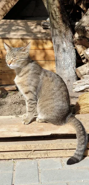 Gato Tabby Doméstico Log Retrato Belo Gato Tabby — Fotografia de Stock