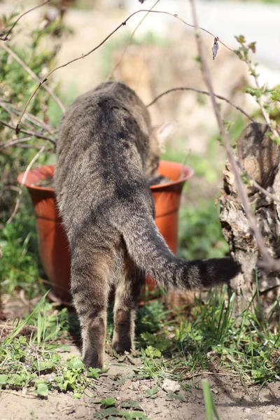 Eine Gestromte Katze Blumenbeet Checkt Einen Topf Eine Gestromte Katze — Stockfoto