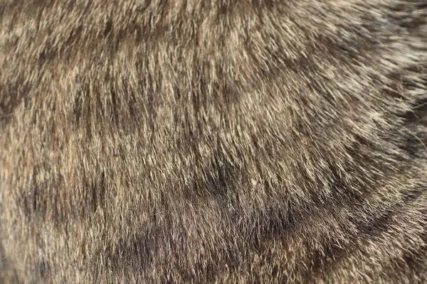 beautiful fluffy hair of a domestic cat in the sun