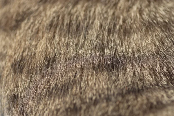 Όμορφα Χνουδωτά Μαλλιά Μιας Εγχώριας Γάτας Στον Ήλιο — Φωτογραφία Αρχείου