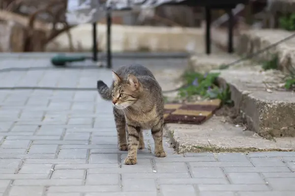 Дикий Домашній Смугастий Кіт Прогулянки — стокове фото