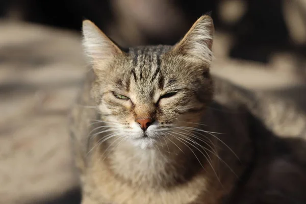 Ritratto Gatto Domestico Strisce Posa Una Giornata Sole All Aperto — Foto Stock