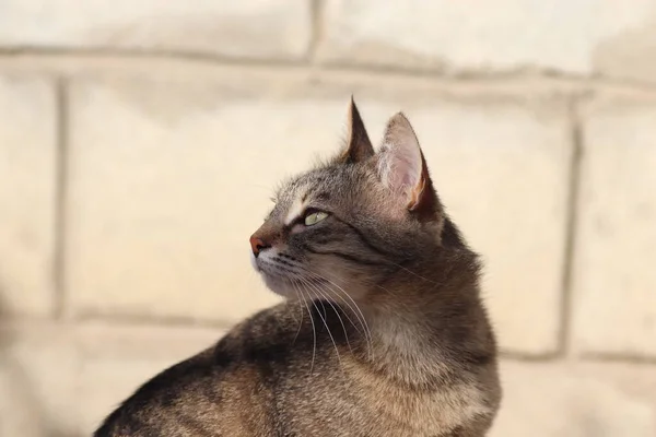 Retrato Gato Doméstico Listrado Posando Dia Ensolarado Livre — Fotografia de Stock