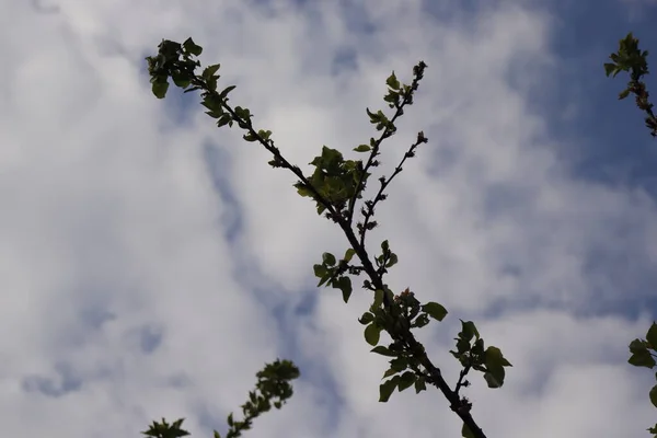 在天空下晒干树木 — 图库照片