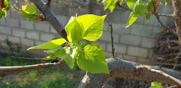 Güzel Yeşil Yapraklar Dallar Yazın Başlangıcı Ilk Bitkiler — Stok fotoğraf