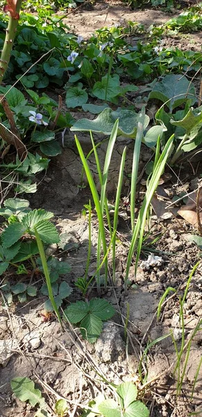 Brotes Verdes Jóvenes Primavera Brotes Del Suelo Día Soleado —  Fotos de Stock