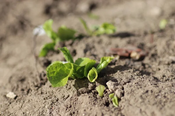 Unga Gröna Groddar Våren Groddar Från Marken Solig Dag — Stockfoto