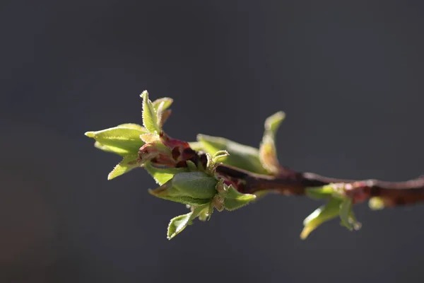 Belles Jeunes Feuilles Vertes Des Brindilles Début Été Les Premières — Photo