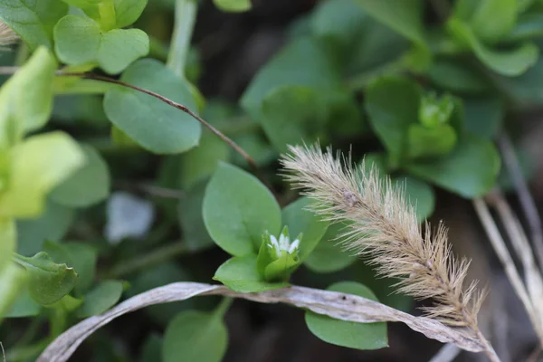 Spikelet Bege Fundo Folhas Verdes Uma Flor Branca Brotos Verão — Fotografia de Stock