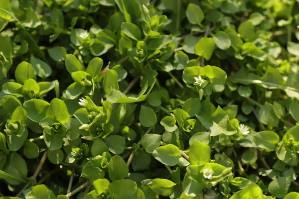 Hojas Verdes Jóvenes Fondo Hojas — Foto de Stock