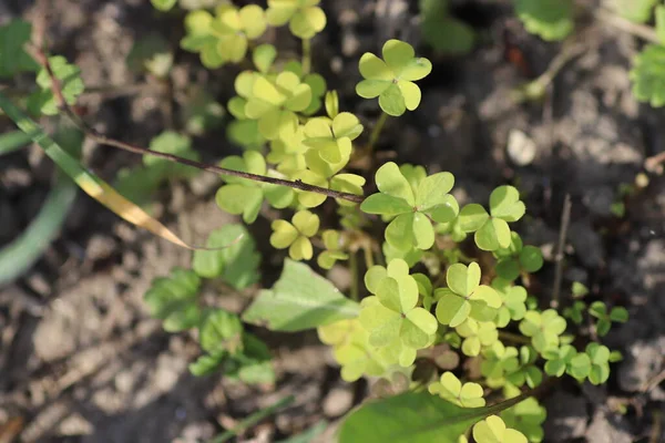 Unga Gröna Blad Bakgrund Blad Hel Del Gröna Klöver — Stockfoto