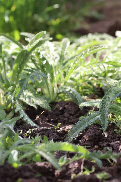 Genç yeşil yapraklar, yaprakların arka planı