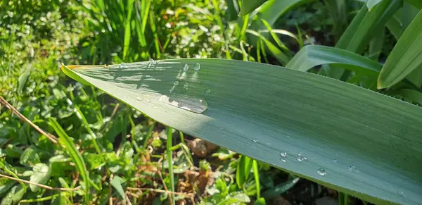 Planta Verde Día Soleado Bajo Lluvia Hojas Húmedas Cerca Del —  Fotos de Stock