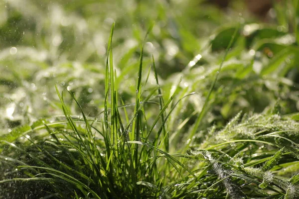 green plant on a sunny day in the rain, wet leaves near the ground of grass and flowers, fresh leaves, watering plants