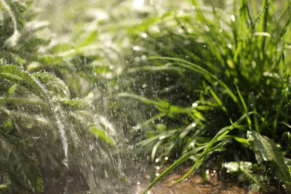 green plant on a sunny day in the rain, wet leaves near the ground of grass and flowers, fresh leaves, watering plants