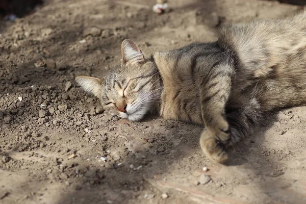 Retrato Gato Doméstico Rayas Posando Día Soleado Aire Libre Imagen de archivo