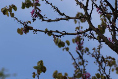 Pembe tomurcuklar ağaçta, mavi gökyüzüne karşı, bahar çiçek açıyor.