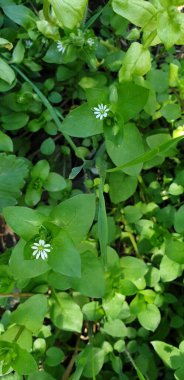 Beyaz küçük çiçekler, yeşil büyük yapraklar ve beyaz çiçekler.