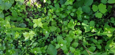 Beyaz küçük çiçekler, yeşil büyük yapraklar ve beyaz çiçekler.