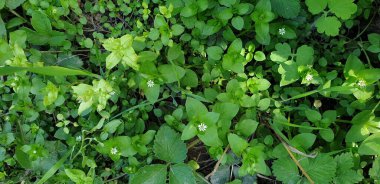 Beyaz küçük çiçekler, yeşil büyük yapraklar ve beyaz çiçekler.