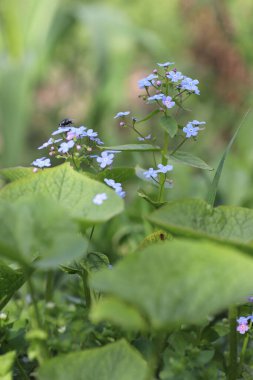 Güzel yeşil bir arka plan gibi rahatlatıcı mavi çiçekler.