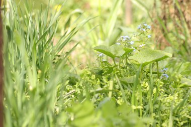 Güzel yeşil bir arka plan gibi rahatlatıcı mavi çiçekler.