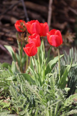 Güneşli bir yaz gününde, suladıktan sonra kırmızı güzel laleler
