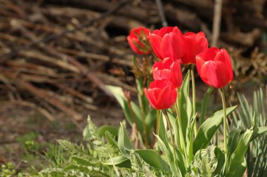 Güneşli bir yaz gününde, suladıktan sonra kırmızı güzel laleler