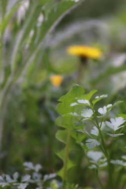 Sarı karahindiba yeşil yapraklar ve bitkiler arasında güneşli bir yaz gününde