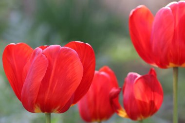 Güneşli bir yaz gününde, suladıktan sonra kırmızı güzel laleler