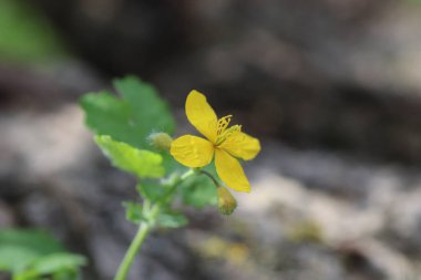 Güzel sarı çiçekler baharda çiçek tarhında, çelenk çiçekleri