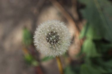Yumuşak beyaz karahindiba tohum ekmeye hazırlanıyor, güneşli yazın başlangıcı.
