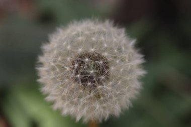 Yumuşak beyaz karahindiba tohum ekmeye hazırlanıyor, güneşli yazın başlangıcı.
