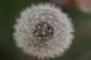 Yumuşak beyaz karahindiba tohum ekmeye hazırlanıyor, güneşli yazın başlangıcı.