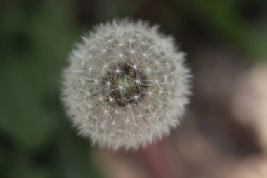 Yumuşak beyaz karahindiba tohum ekmeye hazırlanıyor, güneşli yazın başlangıcı.
