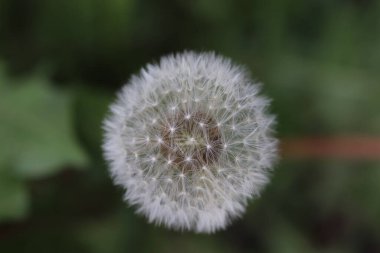 Yumuşak beyaz karahindiba tohum ekmeye hazırlanıyor, güneşli yazın başlangıcı.