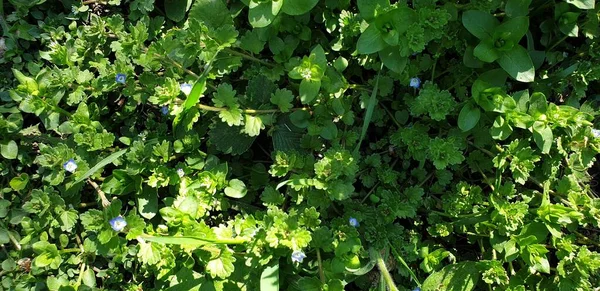 Azul Pequenas Flores Calmantes Como Belo Fundo Verde — Fotografia de Stock