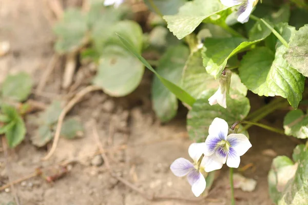 美しい緑の背景のような癒しの花 — ストック写真