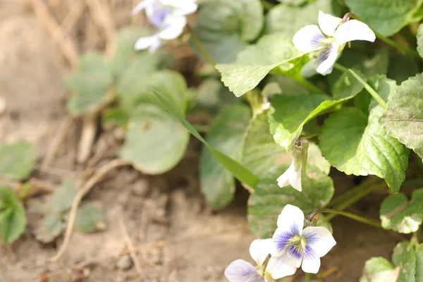 Rustgevende Bloemen Als Een Mooie Groene Achtergrond — Stockfoto