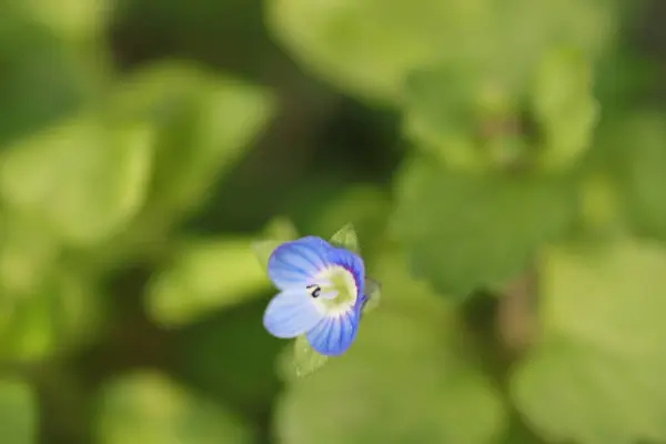 Modrá Malá Uklidňující Květiny Jako Krásné Zelené Pozadí — Stock fotografie
