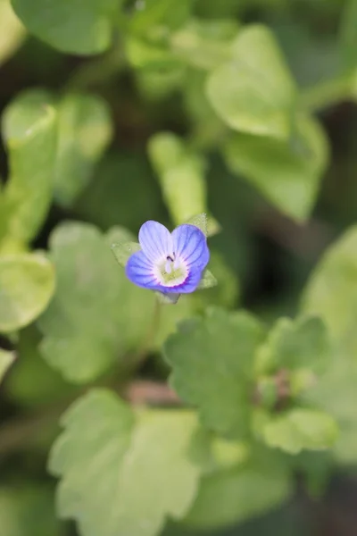 Modrá Malá Uklidňující Květiny Jako Krásné Zelené Pozadí — Stock fotografie