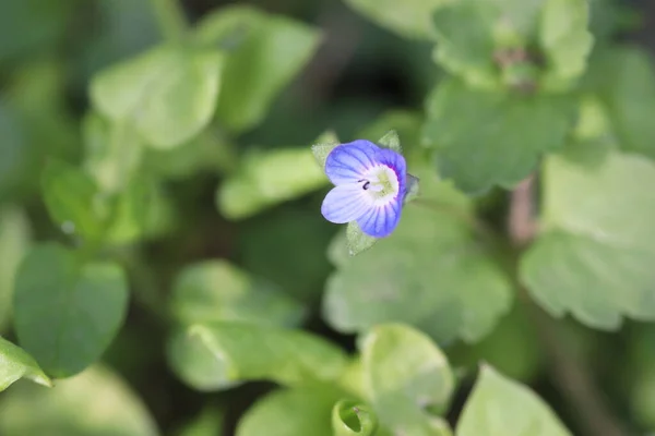 Güzel Yeşil Bir Arka Plan Gibi Rahatlatıcı Mavi Çiçekler — Stok fotoğraf