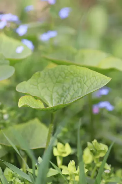Azul Pequenas Flores Calmantes Como Belo Fundo Verde — Fotografia de Stock