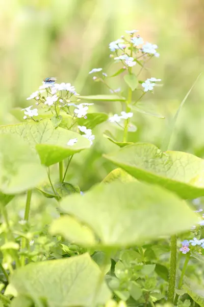 Azul Pequenas Flores Calmantes Como Belo Fundo Verde — Fotografia de Stock