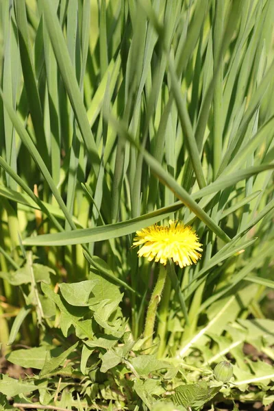 Gul Maskros Bland Gröna Blad Och Växter Solig Sommardag — Stockfoto