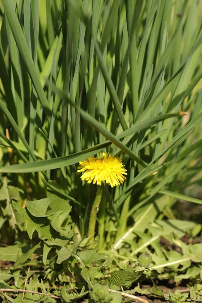 Gele Paardebloem Tussen Groene Bladeren Planten Een Zomerse Zonnige Dag — Stockfoto