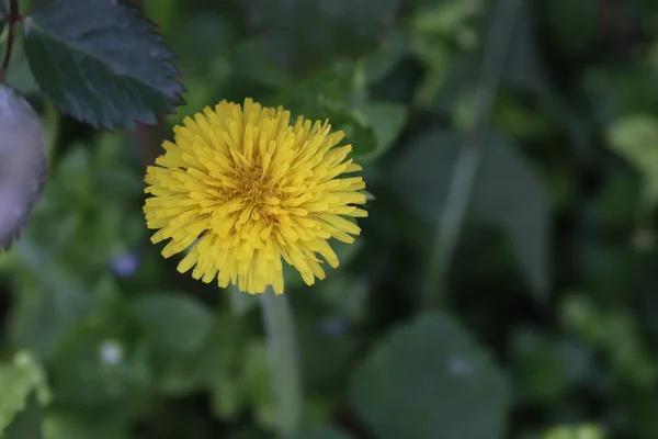 Gul Maskros Bland Gröna Blad Och Växter Solig Sommardag — Stockfoto