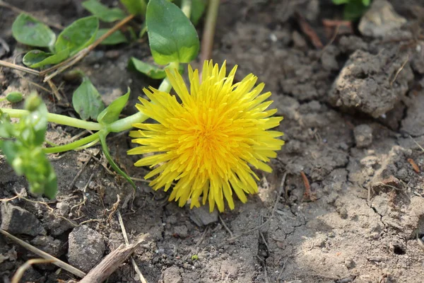 Gele Paardebloem Tussen Groene Bladeren Planten Een Zomerse Zonnige Dag — Stockfoto