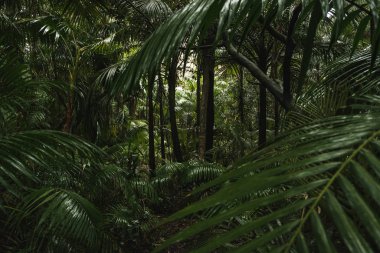 Sao Miguel Adası 'nda derin orman manzarası