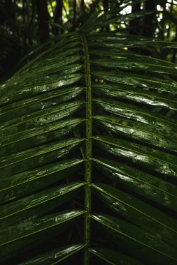 Yeşil eğreltiotu bitki deseni 